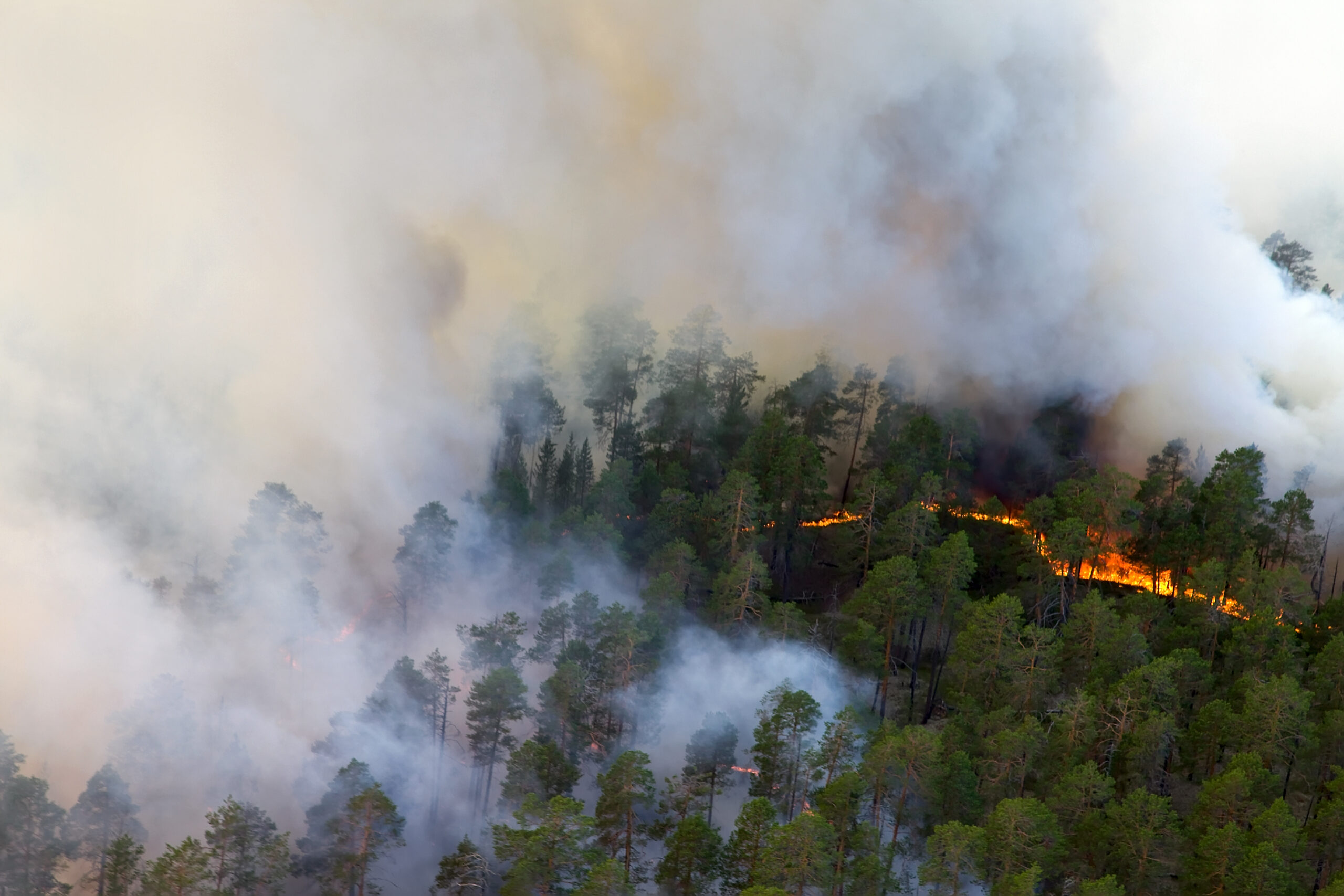 Wildfire Safety